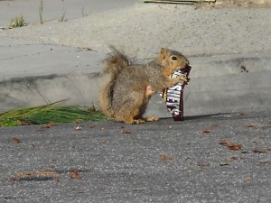 squirrel with a candy bar